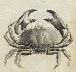 Crab, 1760