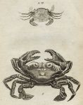 Crabs, 1760
