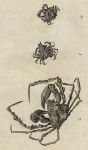 Crabs, 1760