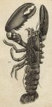 Lobster, 1760