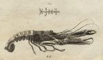 Lobster, 1760