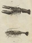 Craw-fish & Shrimp, 1760