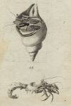 Hermit crab, 1760