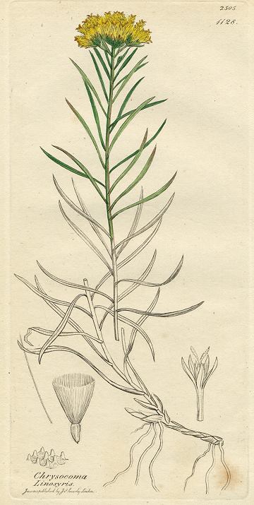 Chrysocoma linosyris, Sowerby, 1813 / 1839