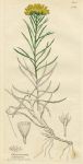 Chrysocoma linosyris, Sowerby, 1813 / 1839