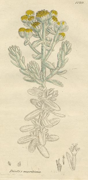 Diotis maritima, Sowerby, 1792 / 1839