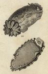 Sea Slug - Lemon Doris, 1760