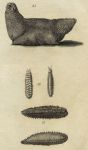 Sea Slug - Aculeated Aphrodite etc., 1760