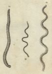 Sandworms, 1760