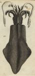 Cuttlefish, 1760