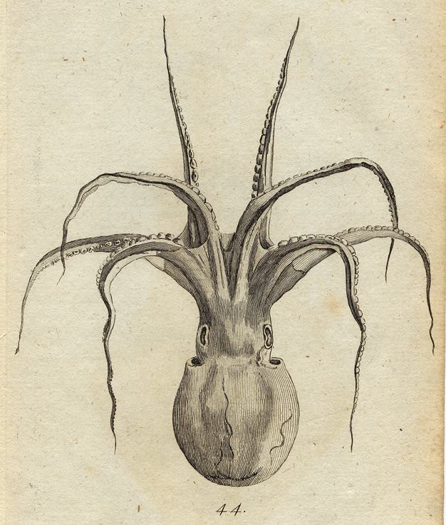 Octopus, 1760
