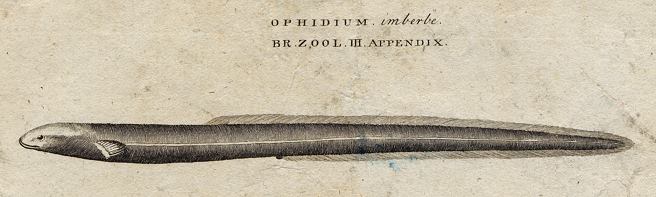 Beardless Ophidium (spiny eel), 1760