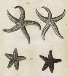 Dotted & Hispid Asterias (starfish), 1760