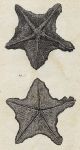 Flat Asterias (starfish), 1760