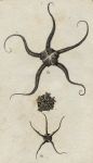 Bearded & Lizard Asterias (starfish), 1760