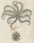 Ten-Rayed Asterias (starfish), 1760