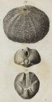 Eatable & Cordated Echinus (sea urchins), 1760