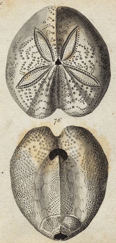 Oval Echinus (sea urchin), 1760
