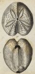 Oval Echinus (sea urchin), 1760