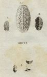 Shells - Hairy, Marginated & Smooth Chiton, 1760