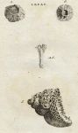 Shells - Common, Sulcated & Cornish Acorn, 1760