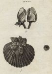 Shells - Striated & Anatiferous Acorn, 1760