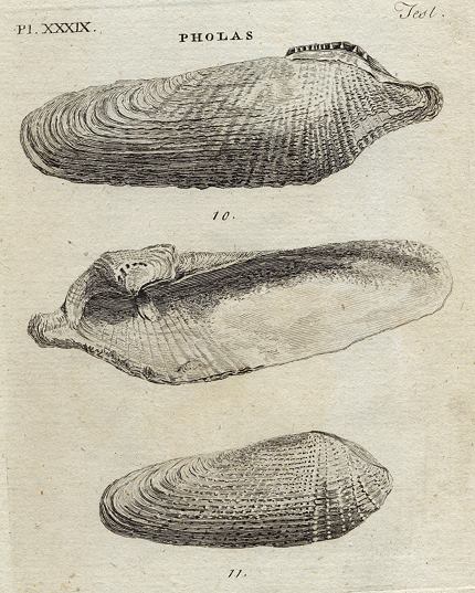 Shells - Dactyle & White Pholas, 1760