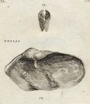 Shells - Curled & Little Pholas, 1760