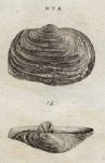 Shells - Abrupt Myas, 1760