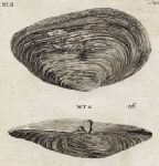 Shells - Sand Myas, 1760