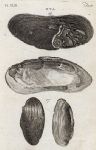 Shells - Painters & Pearl Myas, 1760