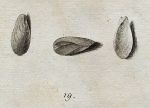 Shells - Dubious Mya, 1760