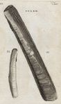 Shells - Pod & Scymeter Razor, 1760