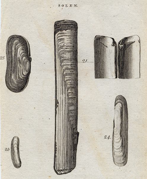 Shells - Sheath, Pellucid, Sub-oval & Kidney Razor, 1760