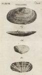 Shells - Fragile, Depressed & Carnation Telline, 1760