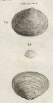 Shells - Flat & Plain Telline, 1760