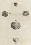 Shells - Rayed, Flesh-Coloured & Horny Telline, 1760