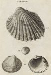 Shells -  Aculeated, Fringed & Edible Cockles, 1760