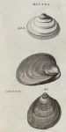 Shells -  Smooth Cockle & Strong Mactra, 1760