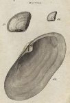 Shells -  Simpleton's, Strong & Large Mactra, 1760