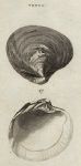 Shells - Commercial Venus, 1760
