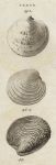Shells - Sicilian Venus, 1760
