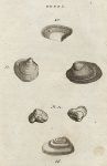 Shells - Waved & Indented Venus, 1760