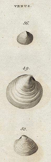 Shells - Wrinkled, Antiquated & Oval Venus, 1760