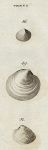 Shells - Wrinkled, Antiquated & Oval Venus, 1760