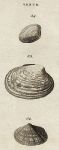 Shells - Lettered, Fading & Rugged Venus, 1760