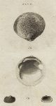 Shells - Orbicular & Bearded Arca, 1760