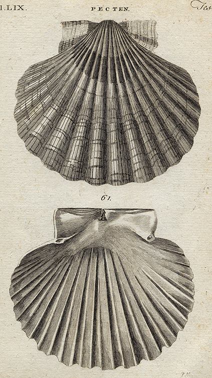 Shells - Great Scallop, 1760