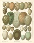 European Bird Eggs, chromolithograph, 1907
