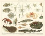 Sea creatures - young and adult, chromolithograph, 1907